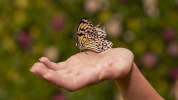 close up view butterfly sitting hand photo