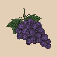 Vector grapes vintage illustration