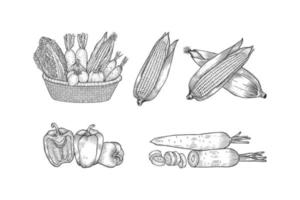 vegetables basket hand drawn set collection vector