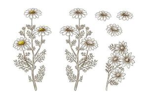 chamomile flowers hand drawn illustration set vector