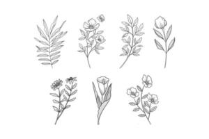 conjunto de flores botánicas dibujadas a mano vector