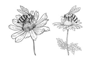 Bee with flower hand drawn illustrations template set