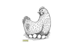 Hand Drawn Chicken with Eggs Illustration