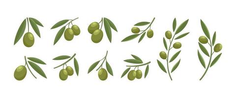 modern olive logo design set vector