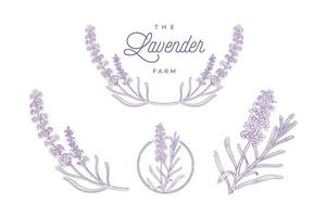 lavender plant hand drawn illustration set vector
