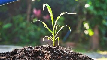 mains arrosant les jeunes plantes poussant en germination sur un sol fertile au coucher du soleil. video