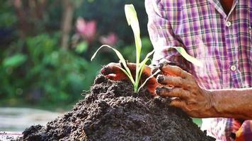 Elderly farmer is planting saplings on fertile soil on his farm. bokeh nature green background. video