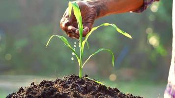 Hands watering young plants growing in germination on fertile soil at sunset background. video