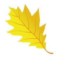 Oak Leaf Concepts vector