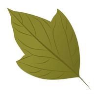 Acer Rubrum Concepts vector