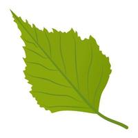 Aspen Leaf Concepts vector