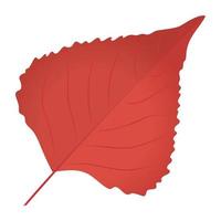 Aspen Leaf Concepts vector