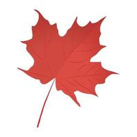 Red Maple  Concepts vector