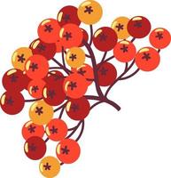 Autumn red rowan berries. vector