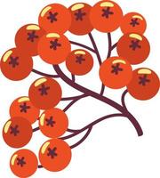 Autumn red rowan berries. vector