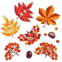 Set of leaves, rowan berries, chestnuts on a white background. Vector elements for autumn design.