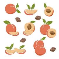 Peaches with leaves, peach seed, fruit emblem vector