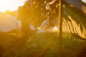 Agriculture man working spray water or fertilizer water in plantation photo