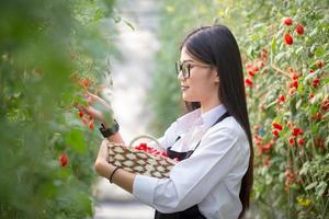 A beautiful woman picking ripe red tomatoes in the garden or farm, and happily dressed in white uniforms. photo