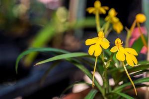 Habenaria flower  in garden photo