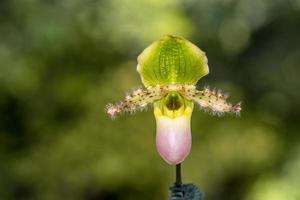 Orquídea paphiopedilum en el jardín foto