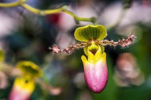 Paphiopedilum orchid  in garden photo