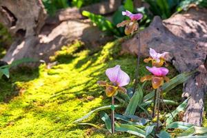 Paphiopedilum orchid  in garden photo