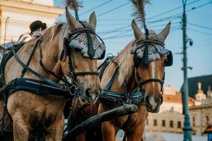 Two beautiful brown horses in the streets of Lviv, Ukraine photo