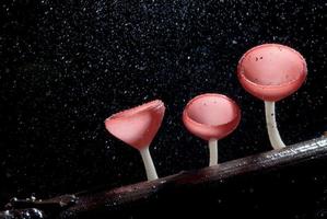 beautiful pink champagne mushroom in rain forest photo