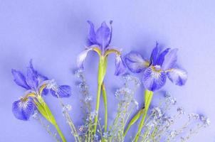 Blue fresh garden irises on bright paper background. photo