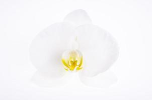 Single white orchid flower on paper background photo