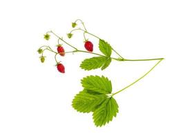 Strawberry branch with ripe red berries and green leaves photo