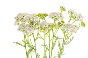 Yarrow flower bunch isolated on white background. photo