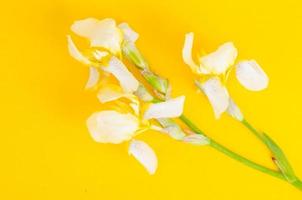 Light yellow iris flower on bright background. photo