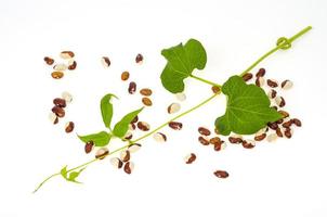 Bean grains colored and green sprout on white background. Studio Photo