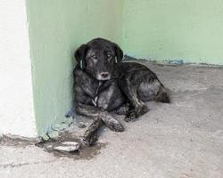 sad dog waiting shelter be adopted by someone photo