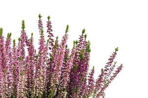 Blooming pink heather bush in pot. Photo