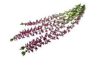 Blooming pink heather branches on white background photo