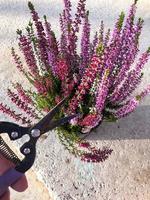 cuidado, poda de brotes secos de plantas en contenedor foto