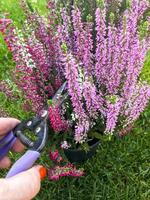 cuidado, poda de brotes secos de plantas en contenedor foto