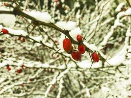 Plants, trees, shrubs, flowers under first snow in winter photo