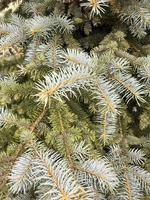 Background from green branches of spruce, place for text. photo
