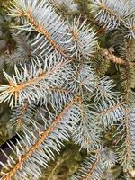 Background from green branches of spruce, place for text. photo