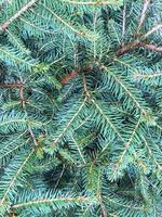 Background from green branches of spruce, place for text. photo