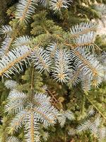 Background from green branches of spruce, place for text. photo