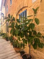 Flowering plants and potted flowers decorating building facades. photo