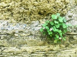 Ramas de plantas con hojas verdes en el fondo de la pared foto