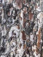 Natural rough bark of tropical trees. Photo