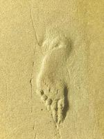 Sea coast, beach, footprints in sand. Photo