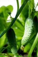 pepinillos de pepinos verdes maduros en arbustos en invernadero en verano, cosecha. foto